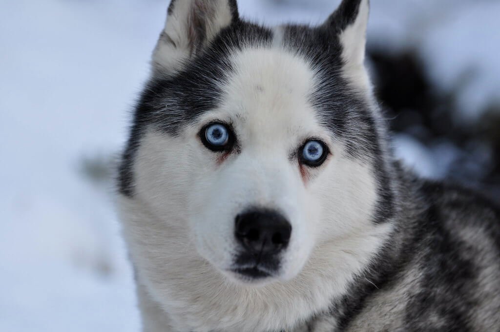 what color eyes do huskies have