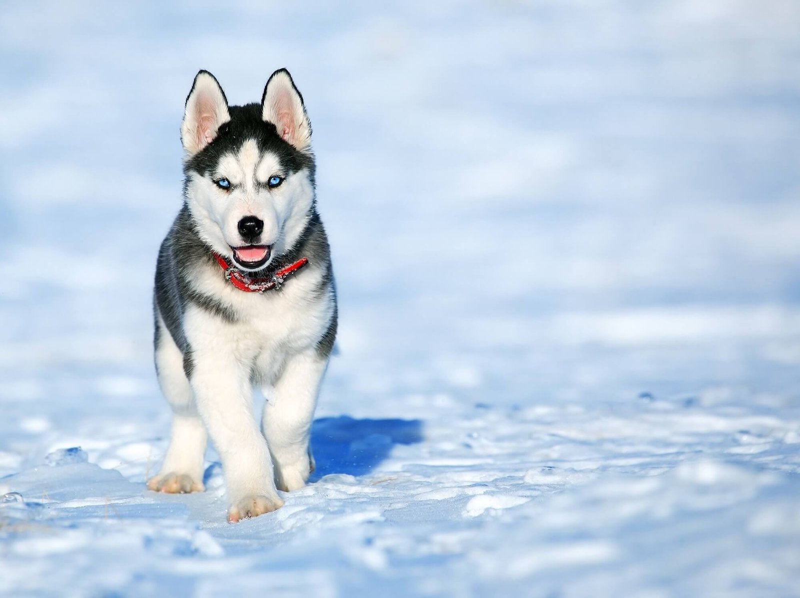 how much do white husky puppies cost