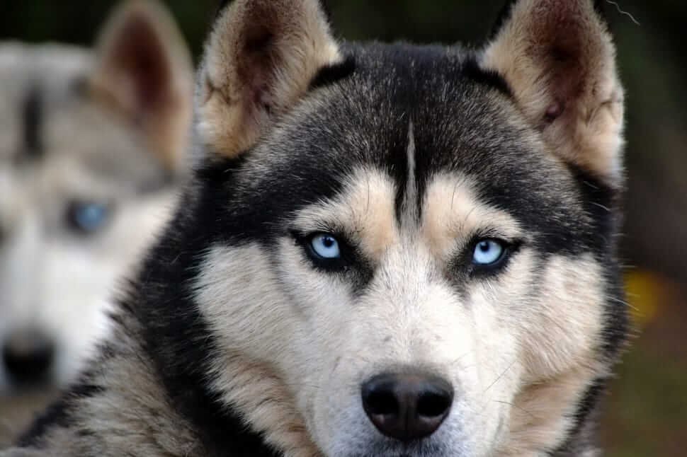 how much is a siberian husky in india