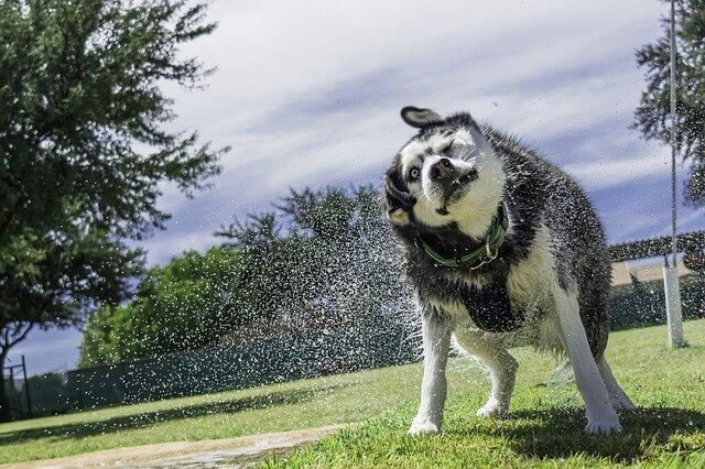 husky price in India