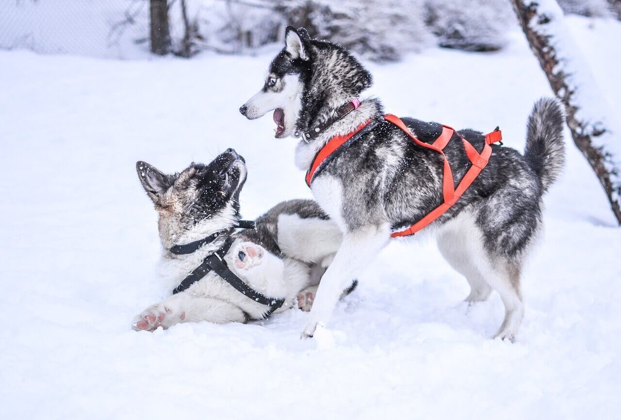 Siberian Husky Price In India