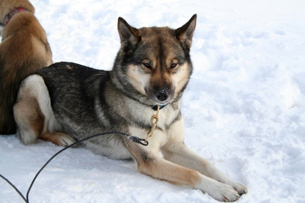 Siberian Husky Colors