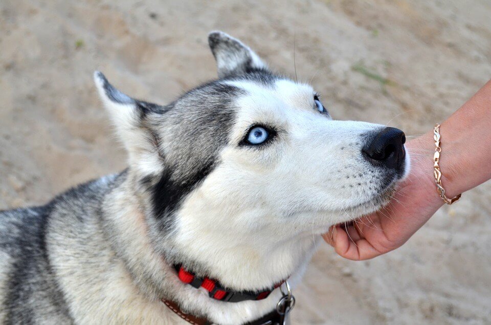 Grey husky with blue eyes