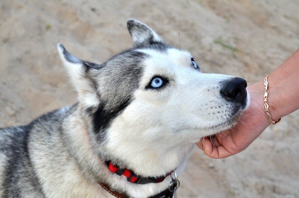 Siberian Husky Blue Eyes | What is the rarest Husky eye color?
