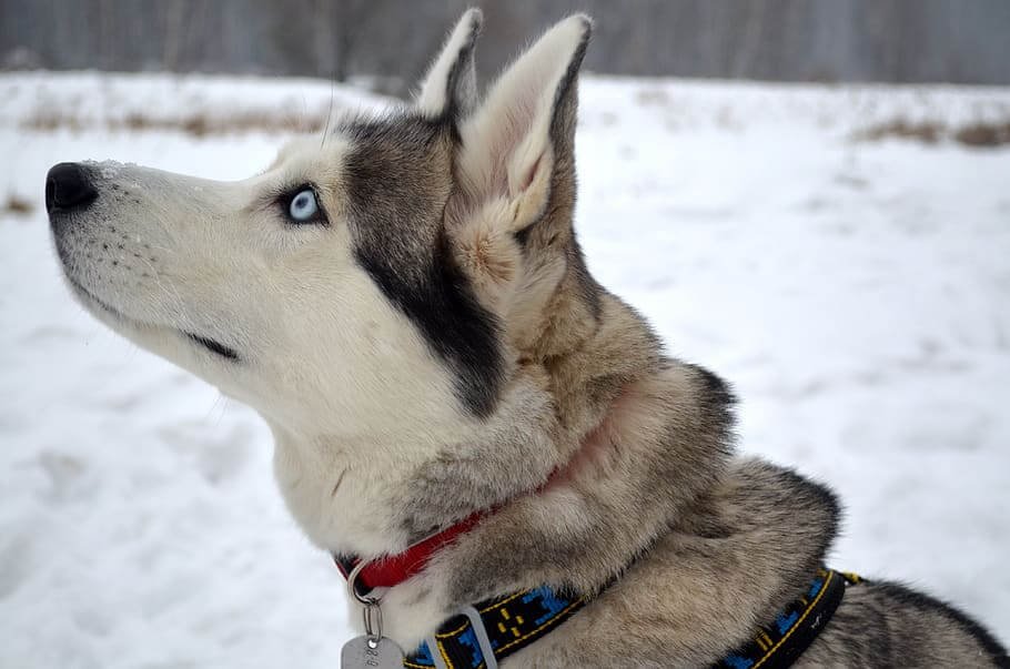 what color eyes do husky dogs have