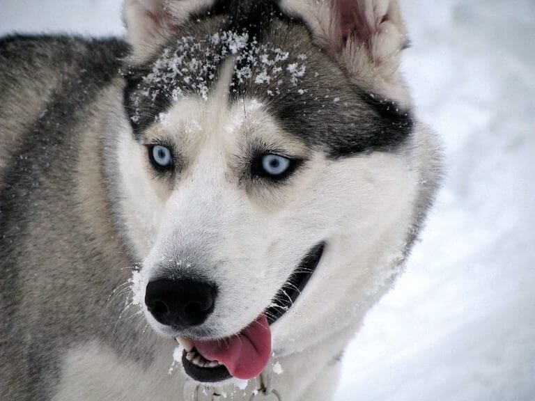 Siberian Husky Puppies - You Should Know The Life Of Great Dogs