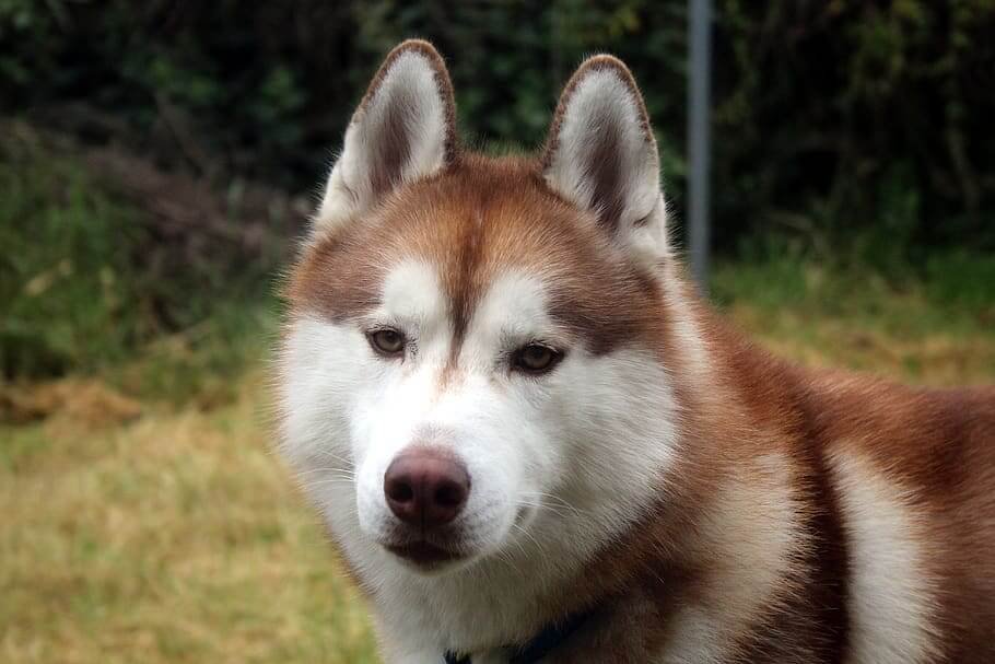 Color Of Siberian Husky