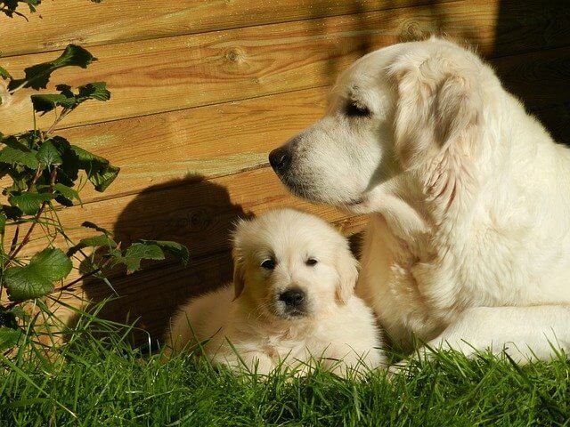 how much does a white golden retriever puppy cost