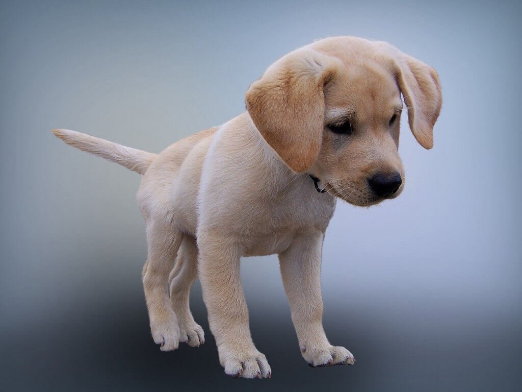 Labrador Dog Price in India