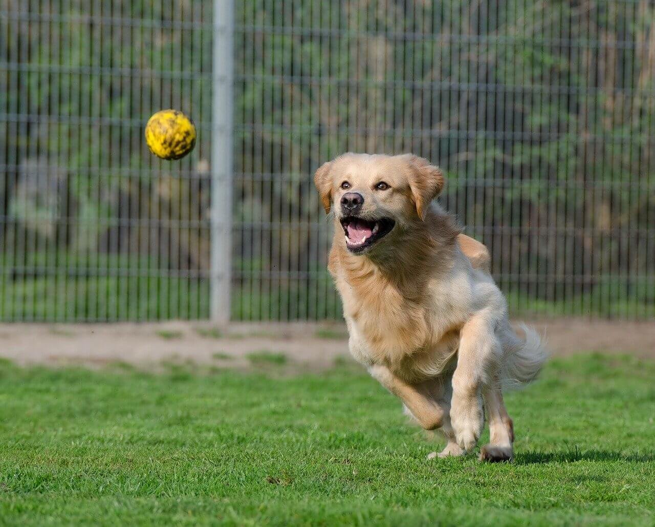 Golden Retriever in India