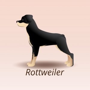 Rottweiler vs Pitbull Comparison