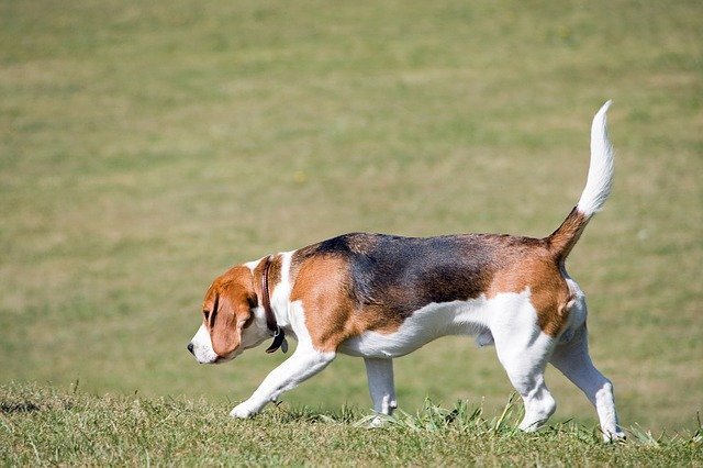 what is the cost of beagle puppy in india