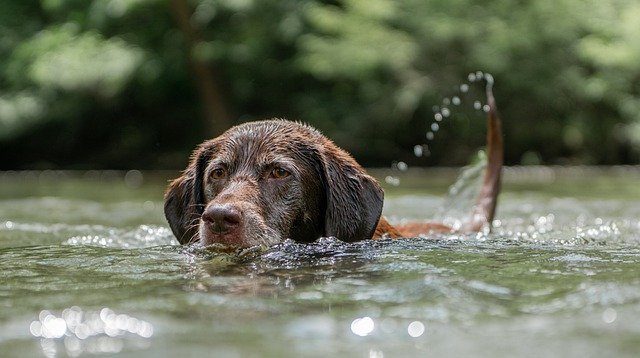 Labrador Dog Price in India