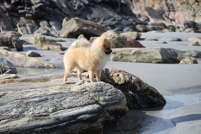 Pomeranian price in India