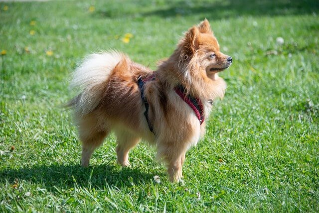 what is the cost of pomeranian puppy in india