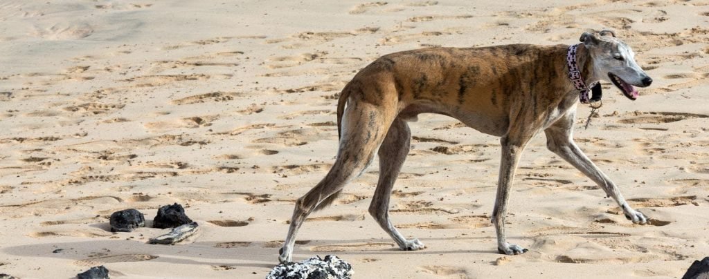 Rampur Hound or Rampur Greyhound