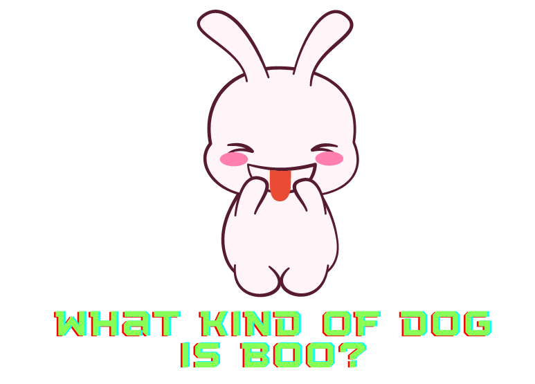 What kind of Dog is Boo?