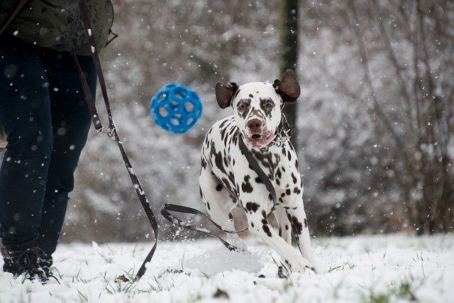 Dalmatian Dog Price in India