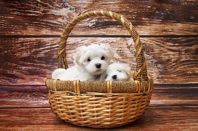 Maltese dog price in India