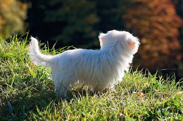 Maltese Puppy