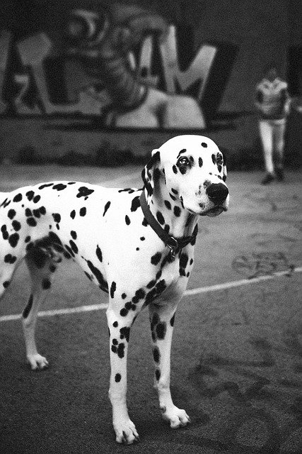 Dalmatian puppy Price in India