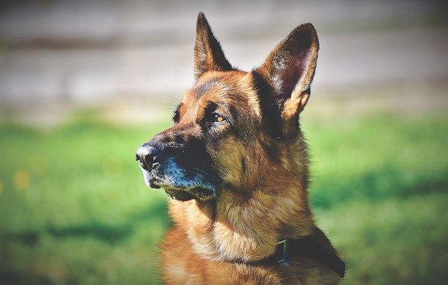 German Shepherd puppy price in India