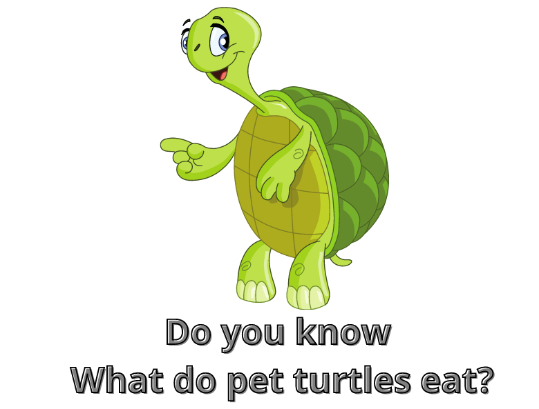 Do you know What do pet turtles eat?