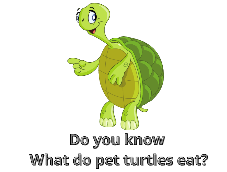 What do pet turtles eat? Guide for Inside and Outside the House.