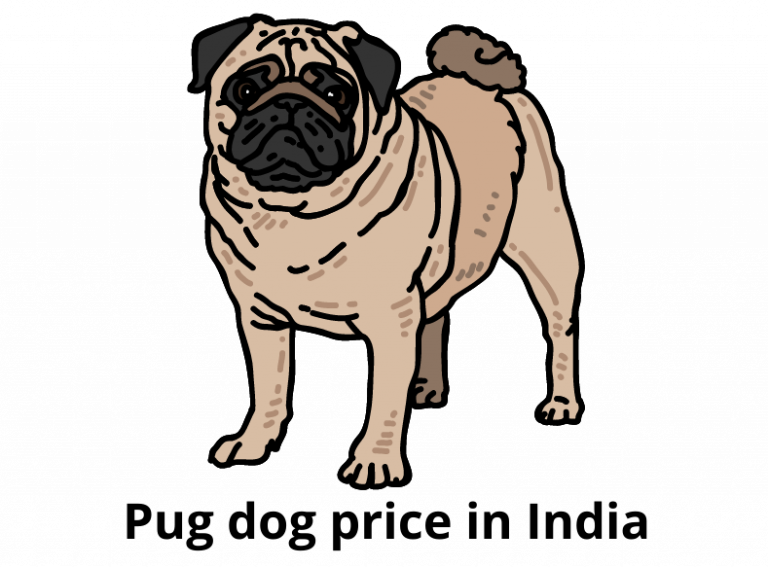 pug-dog-price-in-india-feeding-cost-latest-updated