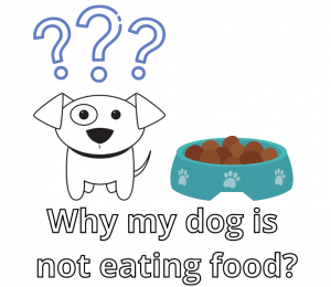 Why my dog is not eating food?