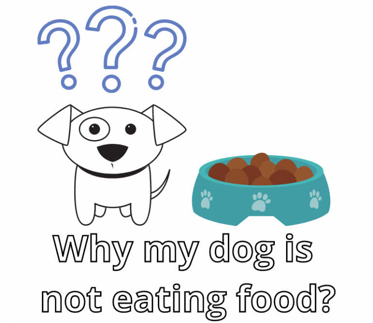 why-my-dog-is-not-eating-food-most-common-reasons