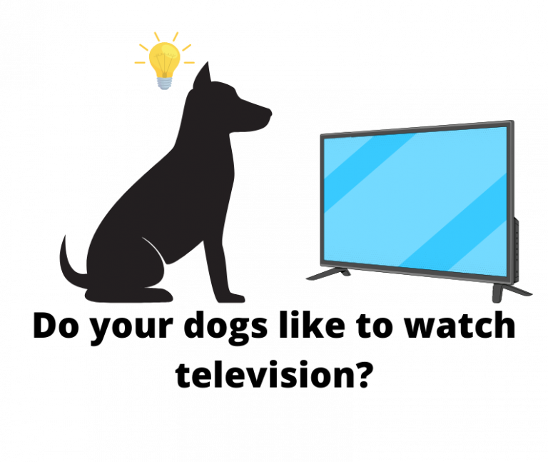 Do your dogs like to watch television?