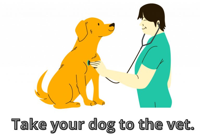 Why my dog is not eating food? Most common reasons.