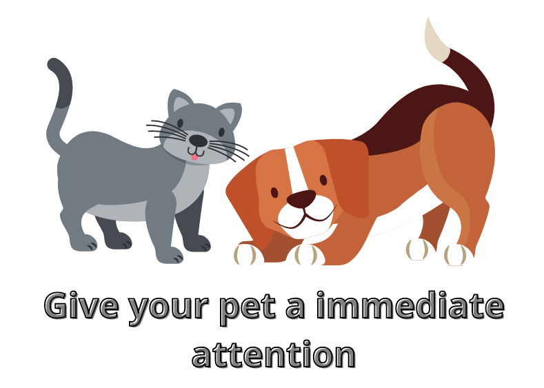 Give your pet a immediate attention