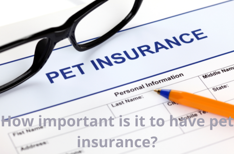 How important is it to have pet insurance?