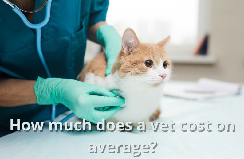 How much does a vet cost on average?