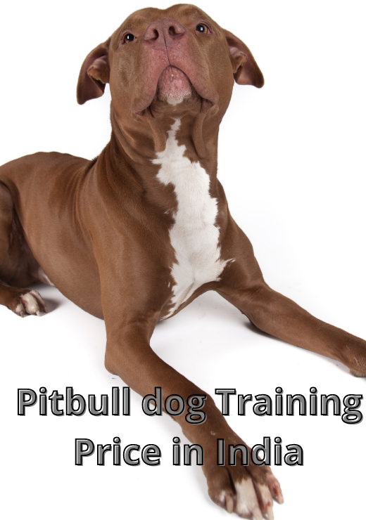Pitbull dog Training Price in India