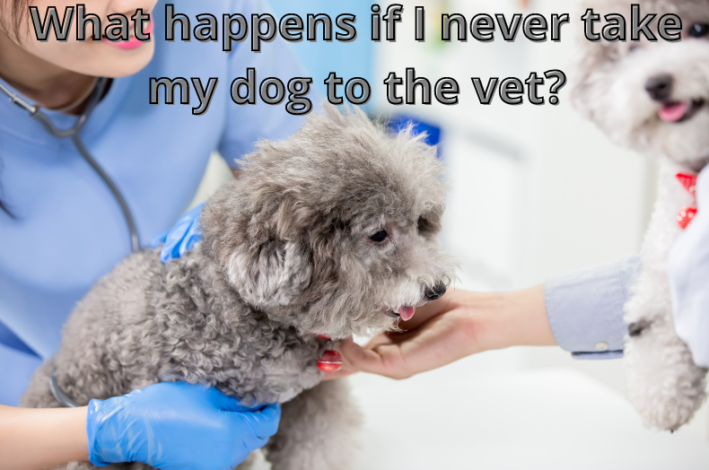 What happens if I never take my dog to the vet?