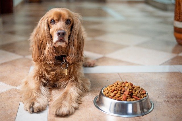 How to choose good dog food?