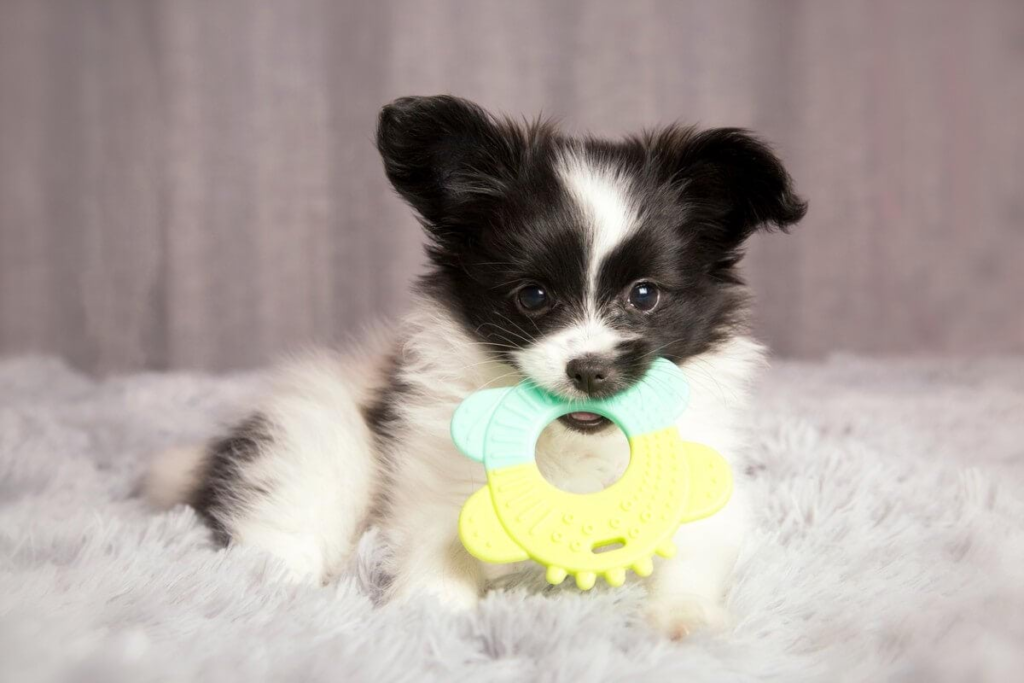 at what age should you start training your puppy