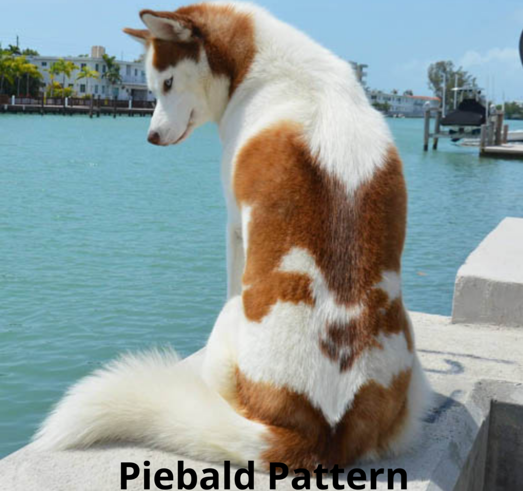 Piebald Pattern siberian husky