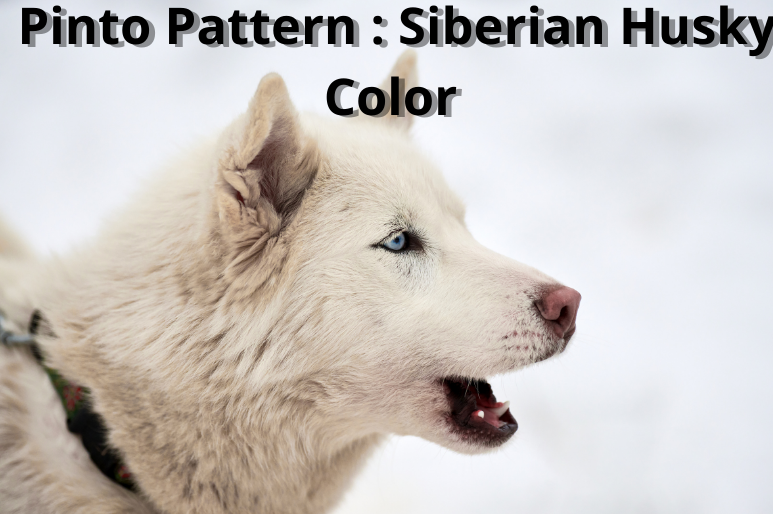 Pinto Pattern : Siberian Husky Color  