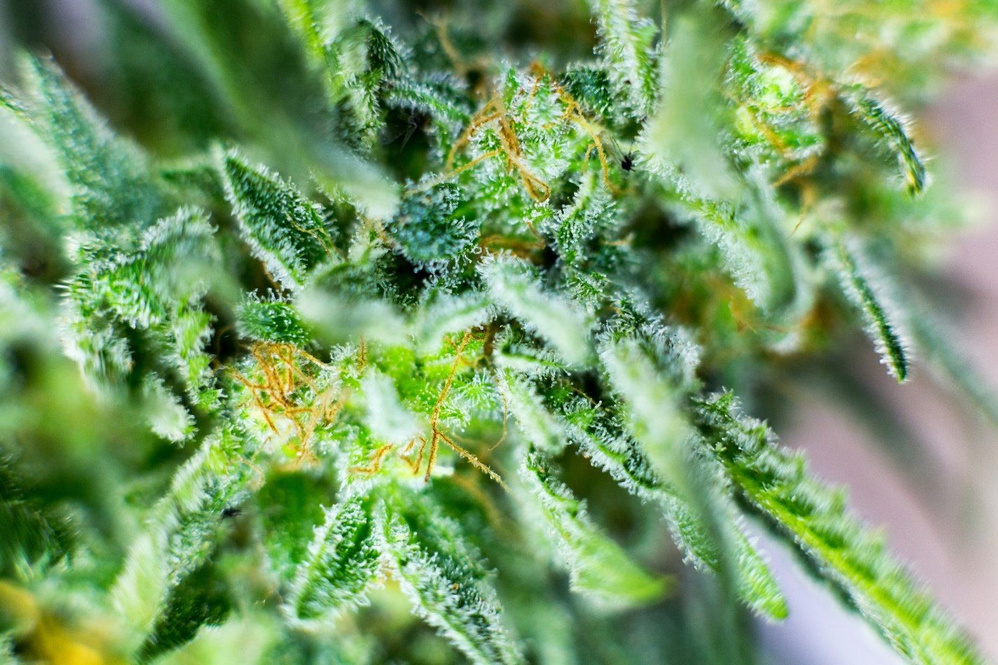 A Beginner’s Guide To CBD Flower