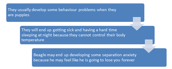 Some behavioural issues of a Siberian Husky & Beagle mix 