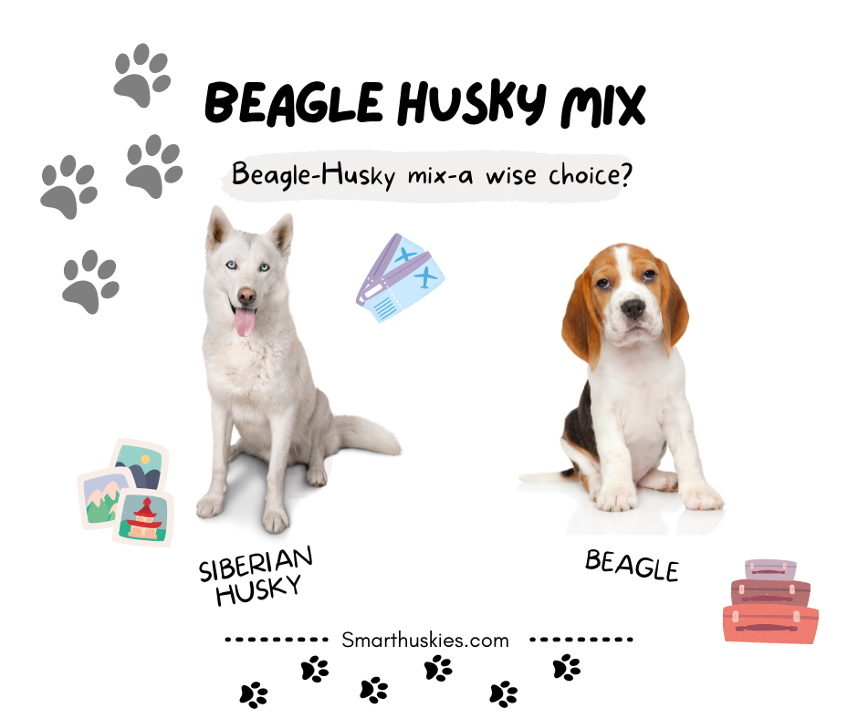 Beagle Husky Mix
