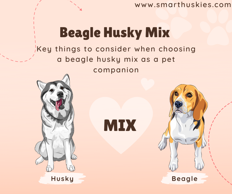 Key things to consider when choosing a Beagle husky 