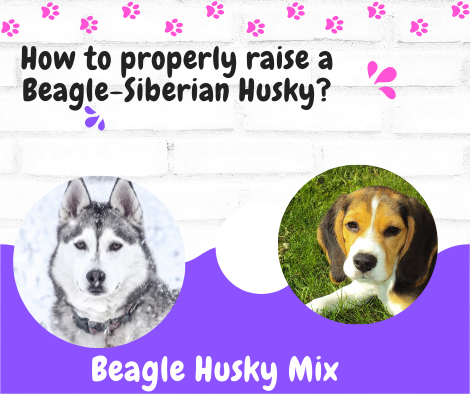 How to properly raise a Beagle-Siberian Husky?