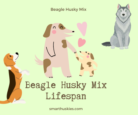 Beagle Husky Mix Lifespan