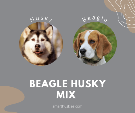 Points to consider before buying Beagle-Siberian Husky