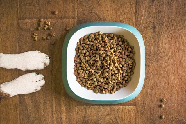 Choose specific food for your dog